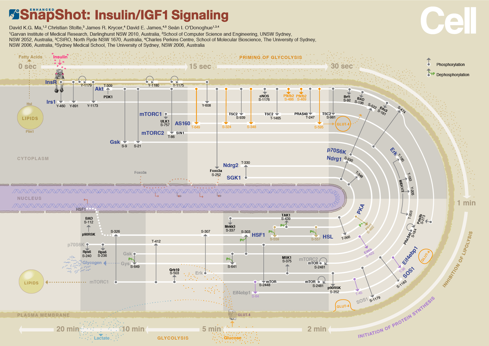 Insulin SnapShot
