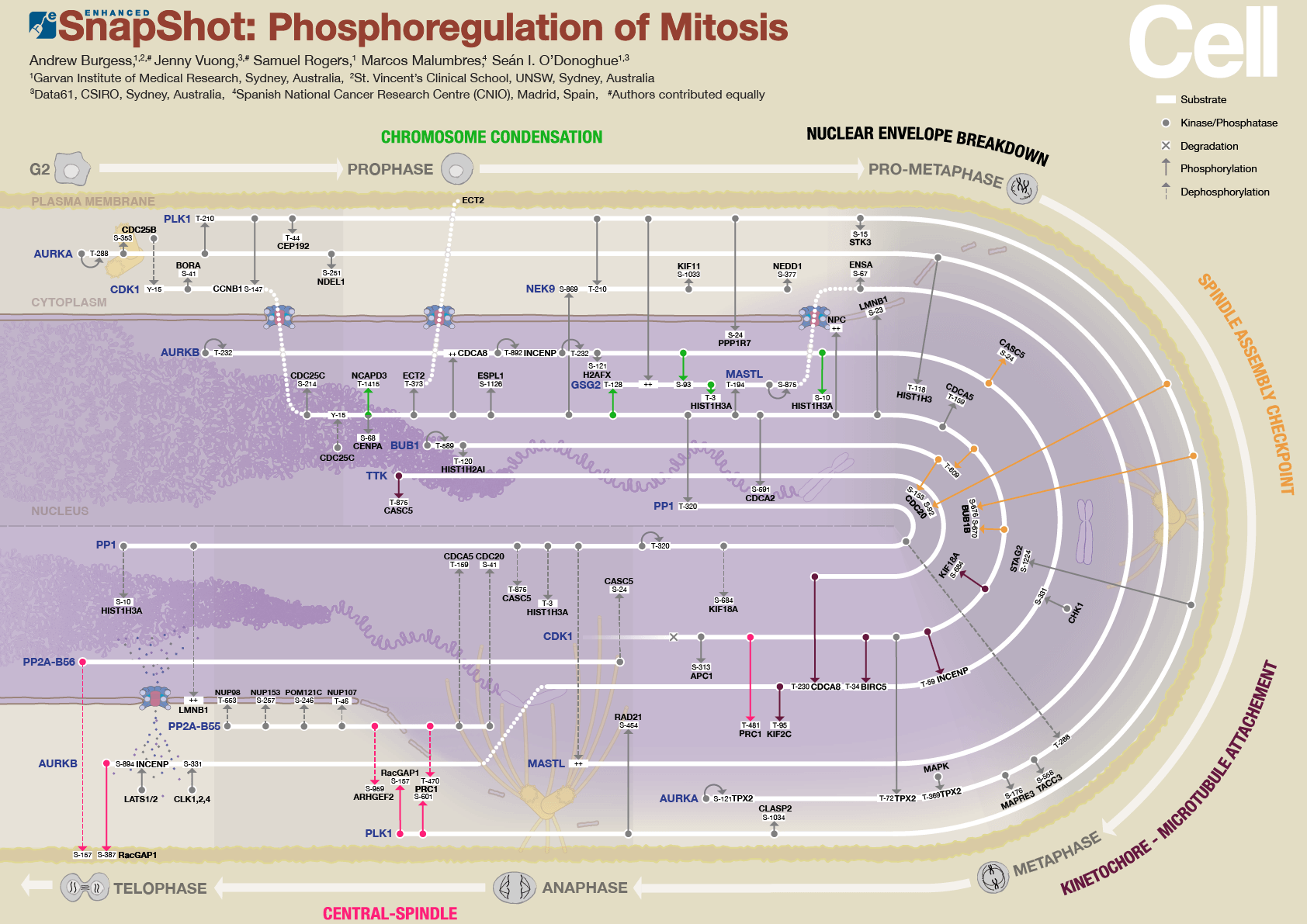 Mitosis SnapShot