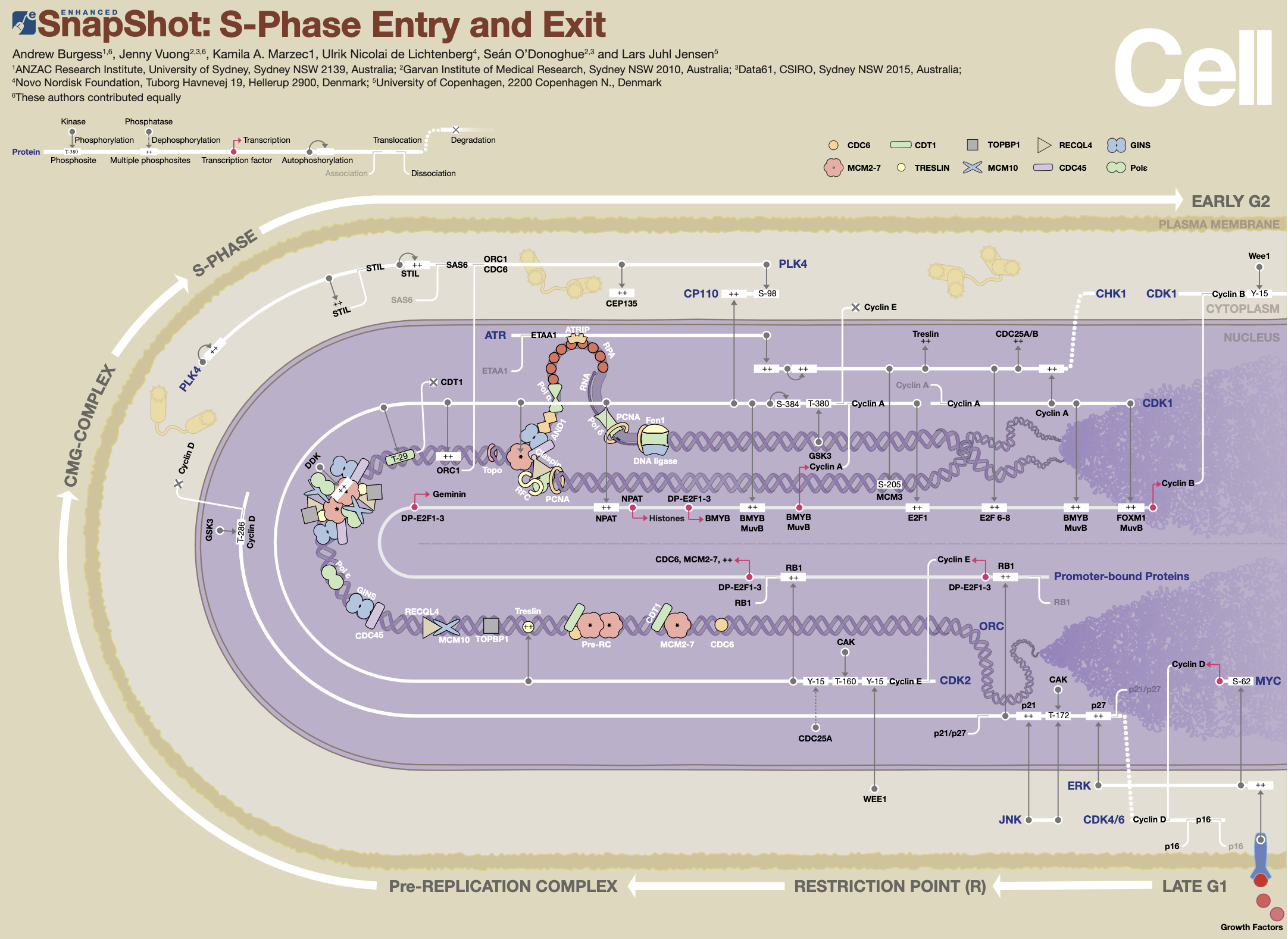 S-phase Snapshot